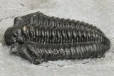 Prone Fossil Calymene Niagarensis Trilobite - New York #224921-2